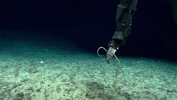 Image of compact bamboo coral