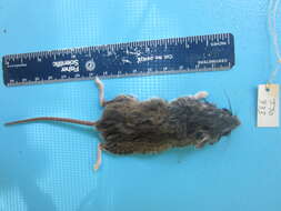 Image of White-footed Deermouse