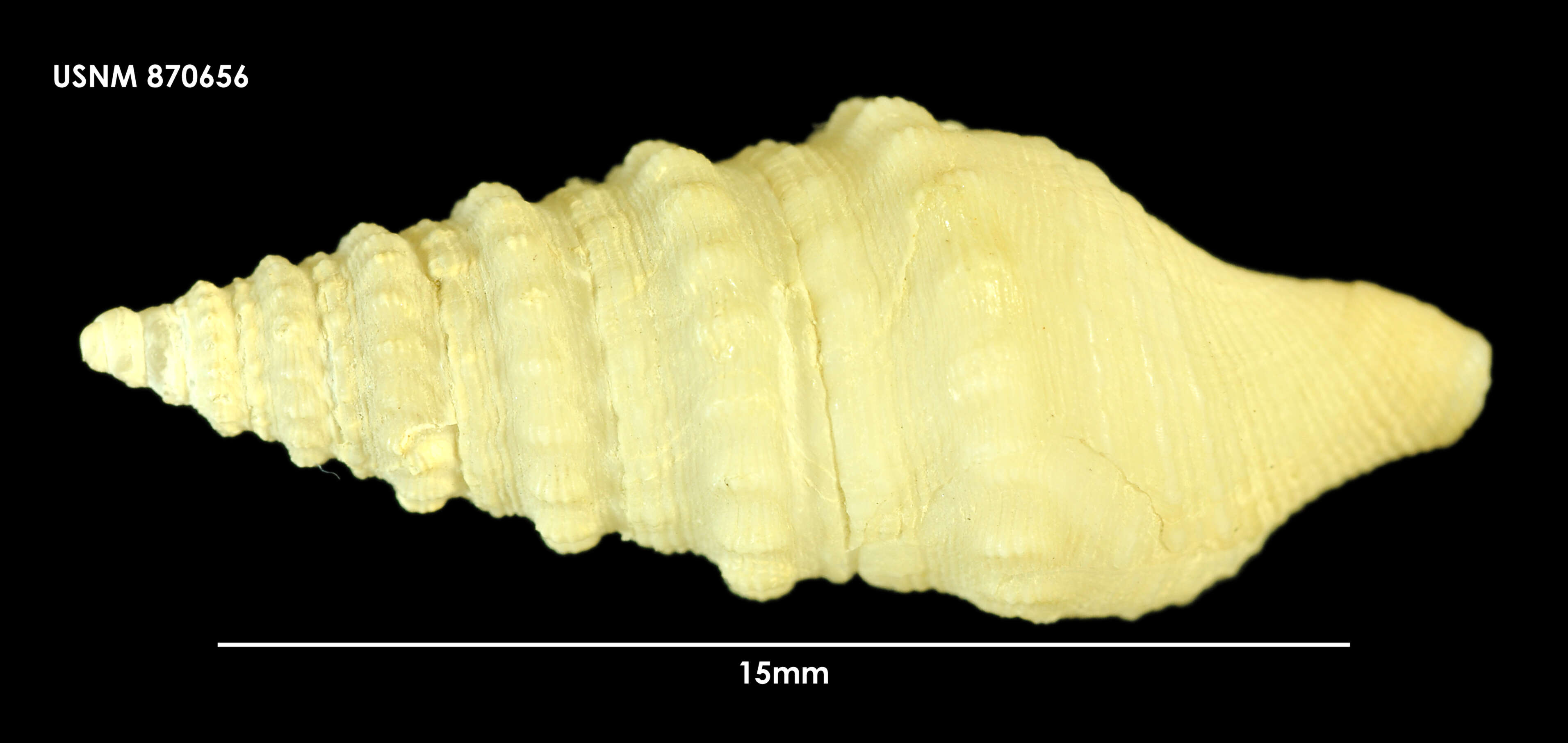 Image of Kuroshioturris angustata (Powell 1940)