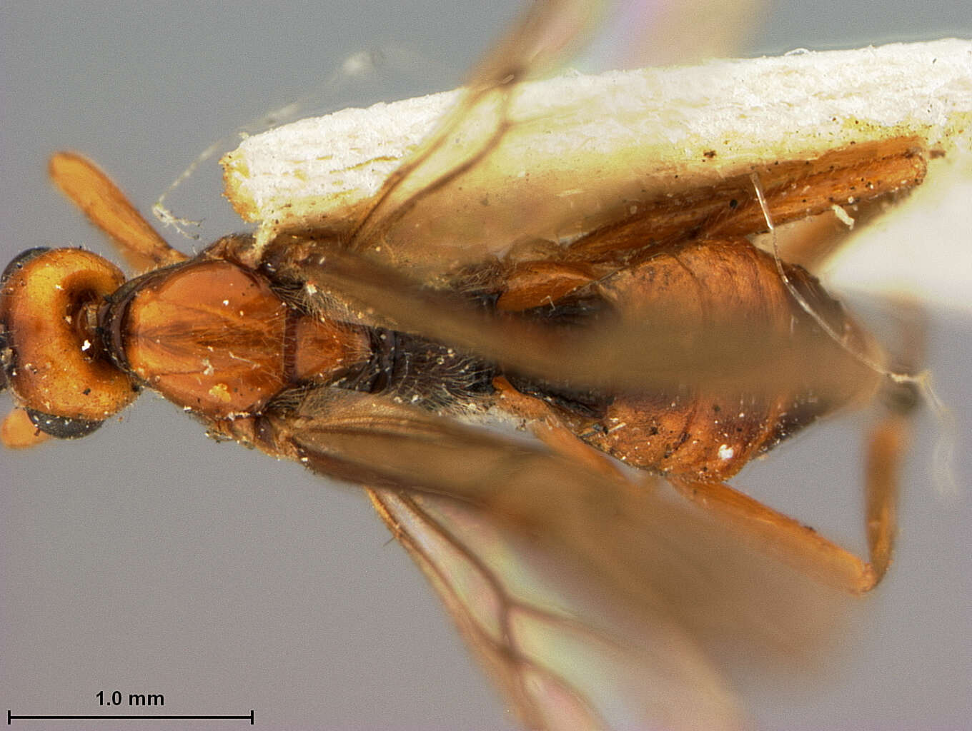 Image of Bracon atricollis Ashmead 1889