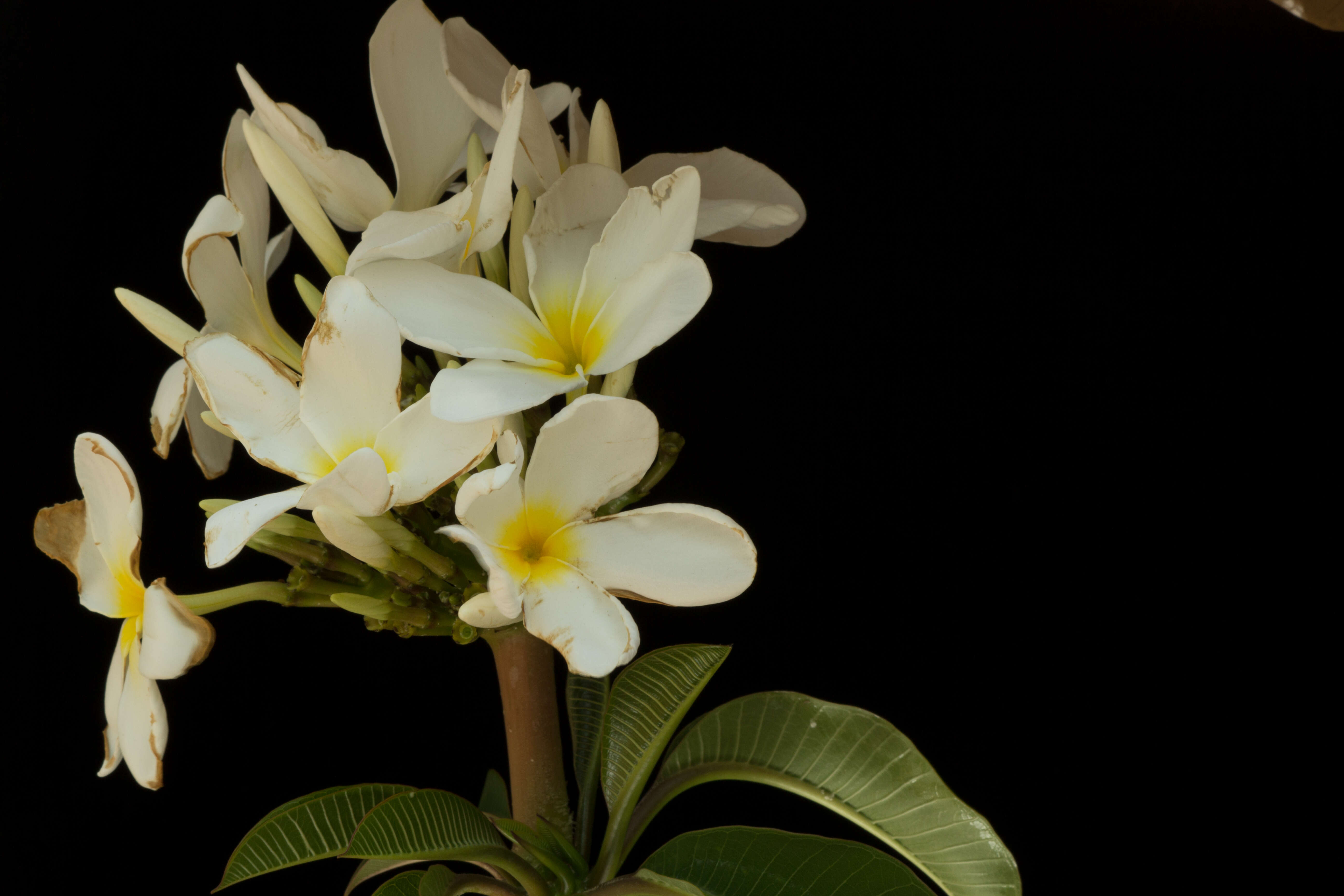 Слика од Plumeria rubra L.