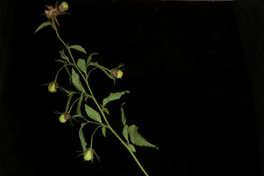 Image of Hibiscus peripteroides P. A. Fryxell