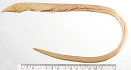 Image of Fringelip snake eel