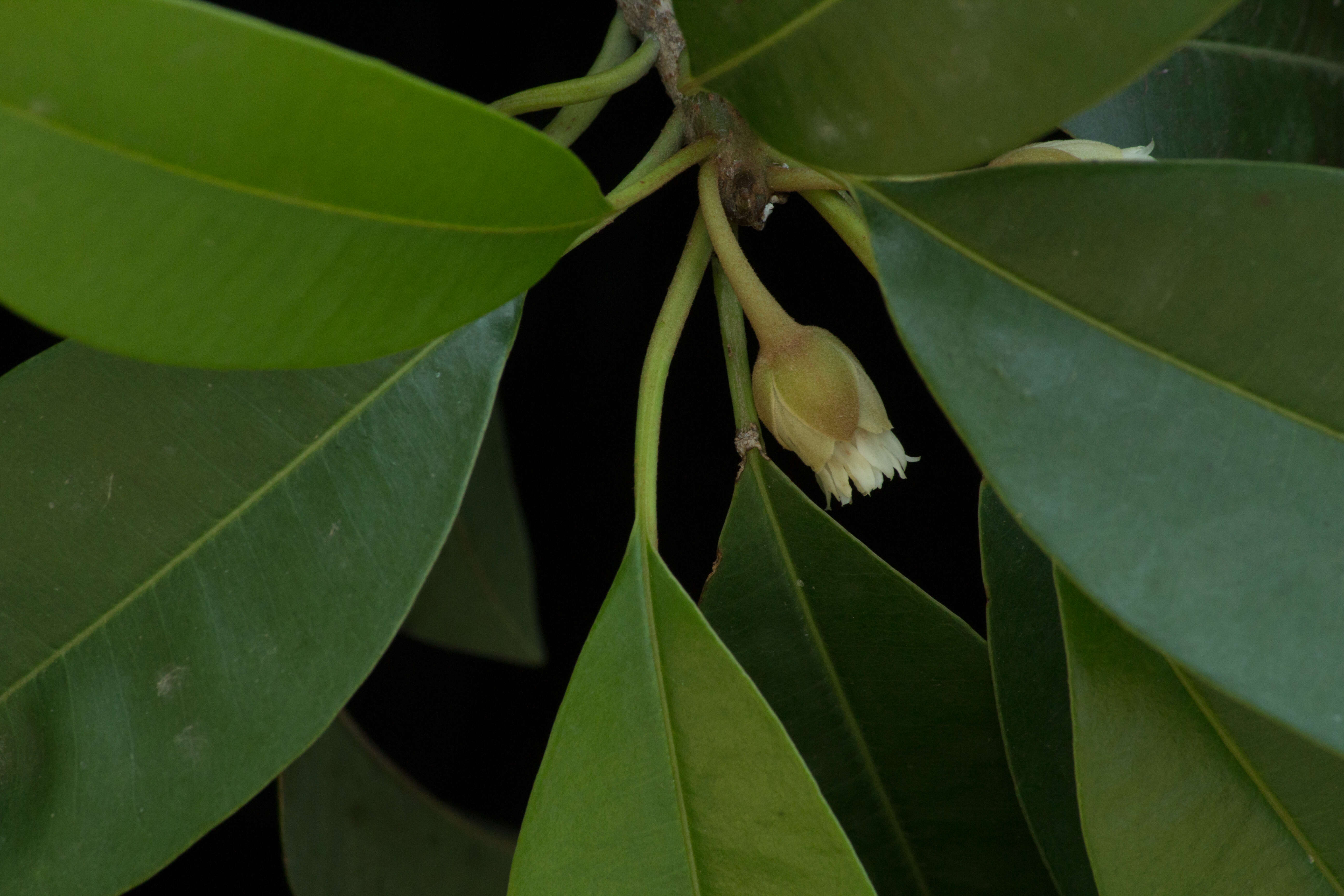 Image of sapodilla