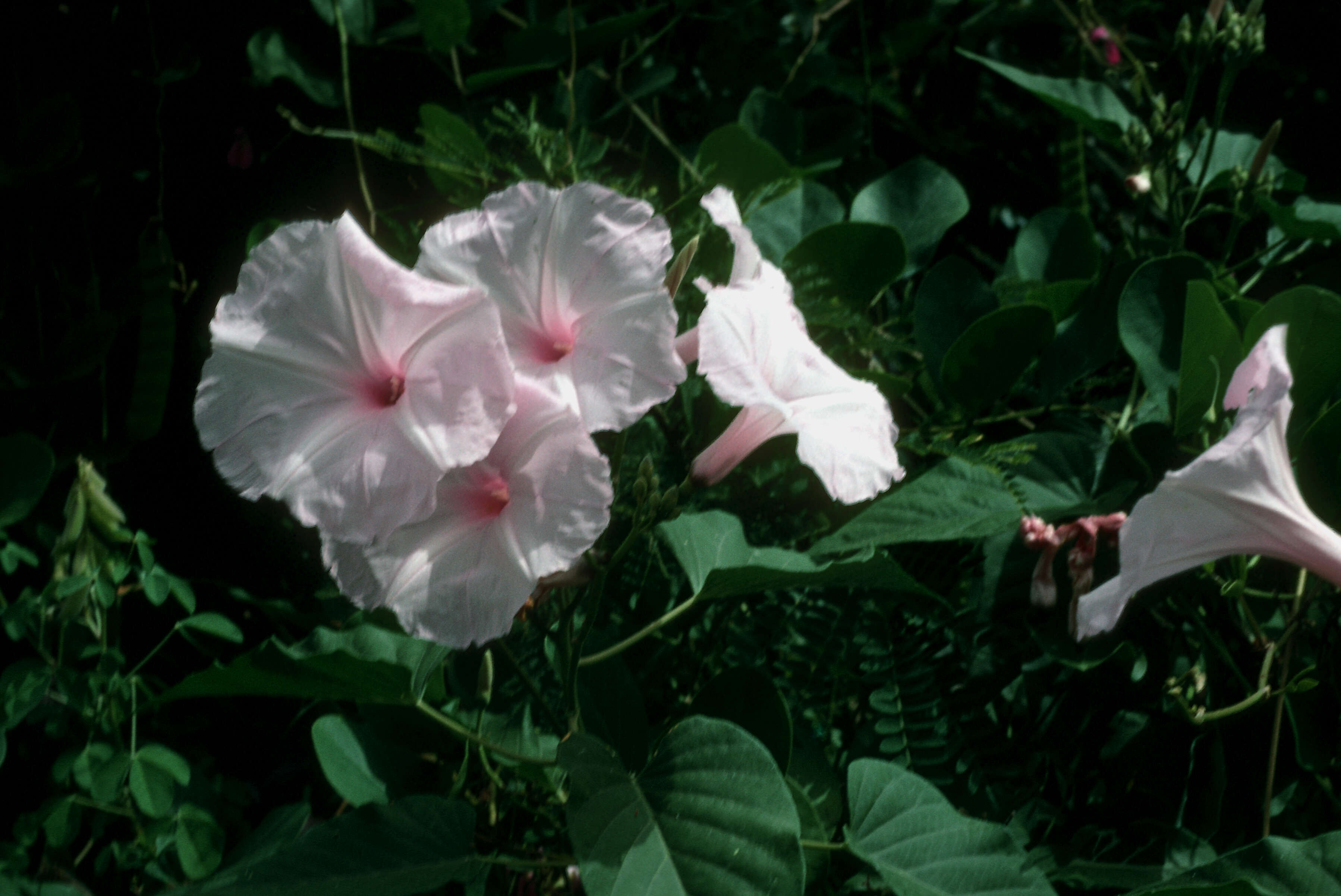 Image of Morning glory-bush