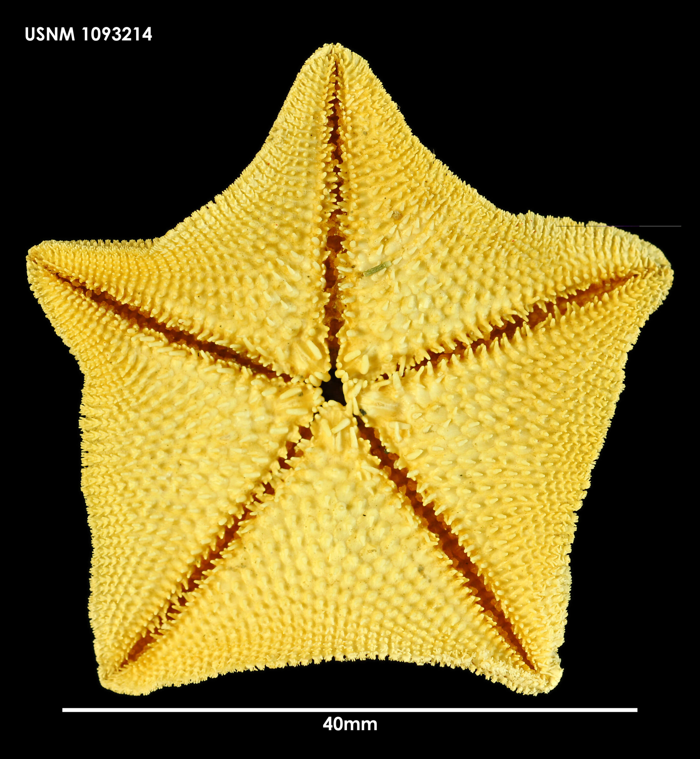 Image of Patiriella regularis (Verrill 1867)