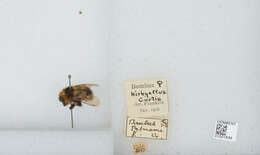 Слика од Bombus balteatus Dahlbom 1832