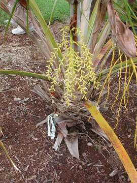 Pritchardia perlmanii Gemmill的圖片