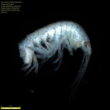 Image of Amphipoda