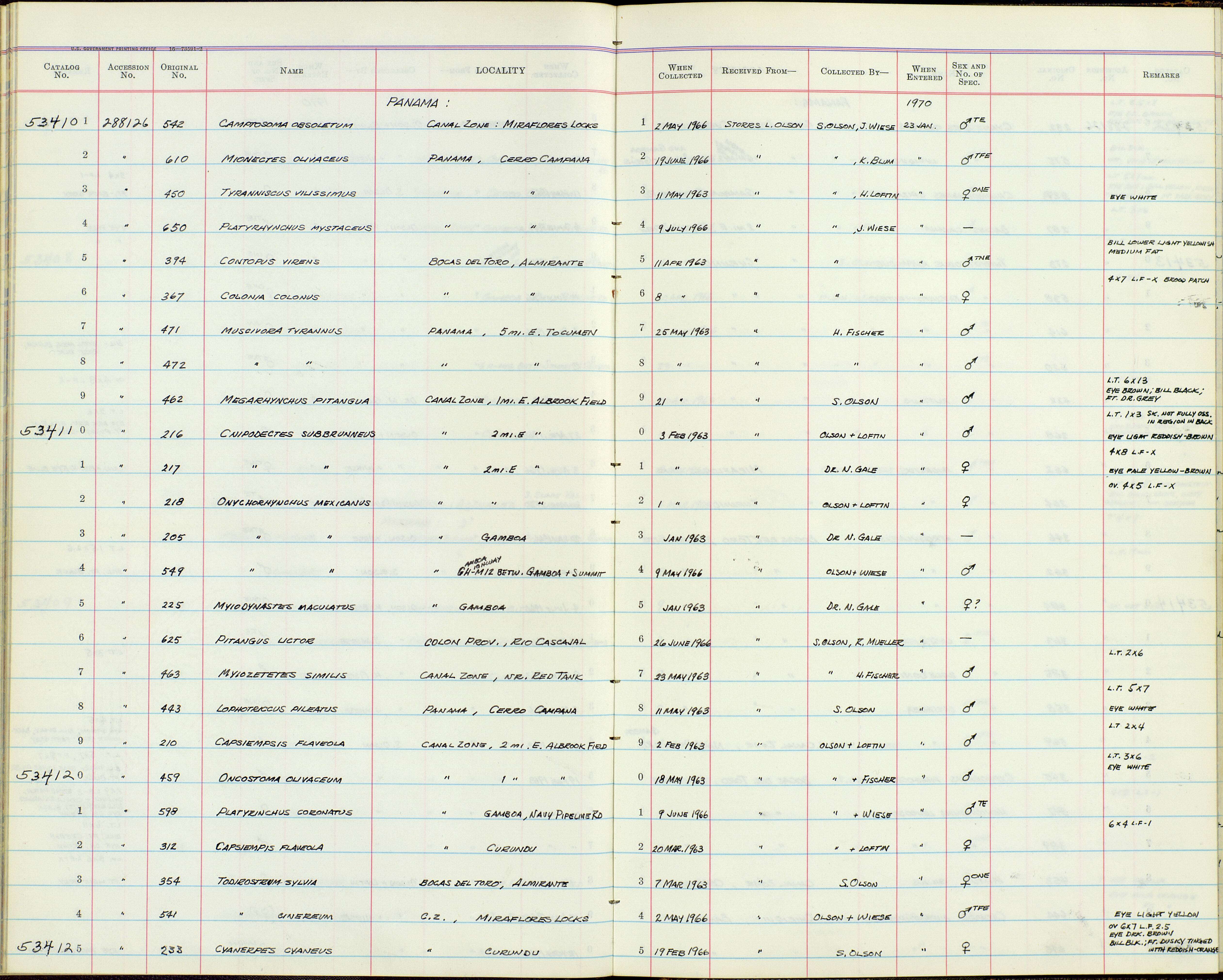 Plancia ëd Capsiempis flaveola semiflava (Lawrence 1865)