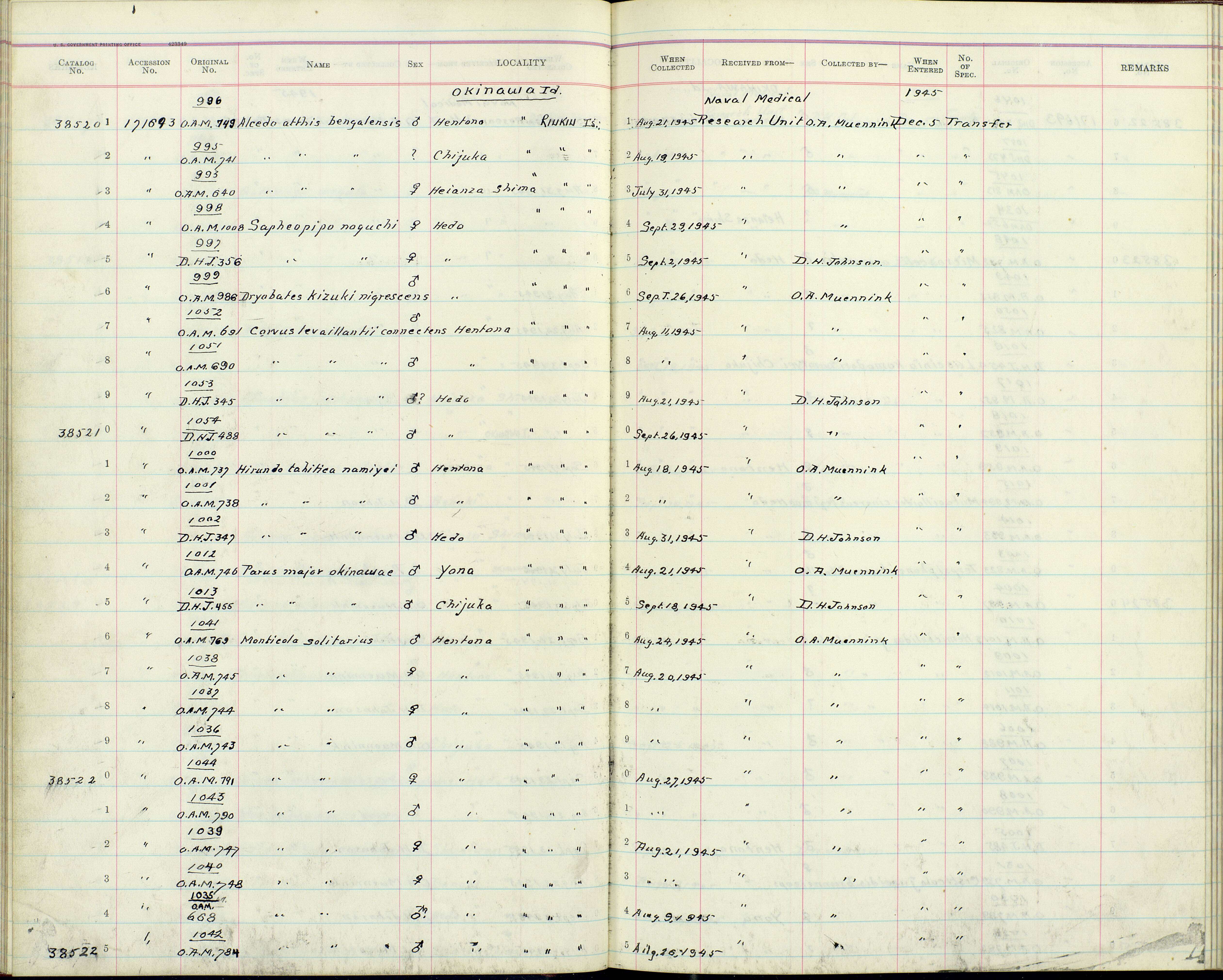 Image of Corvus macrorhynchos connectens Stresemann 1916