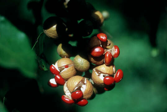 Image of American muskwood