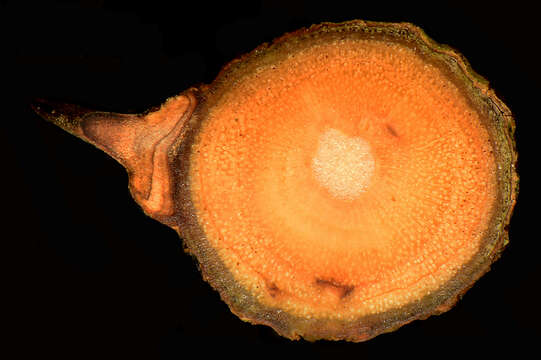Image of Zanthoxylum foliolosum J. D. Smith
