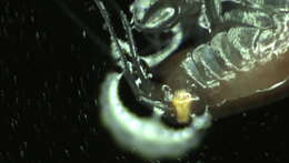 Image of Amphipoda