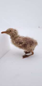 Image of Glaucous Gull