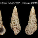 Image of Cerithium lindae Petuch 1987