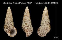 Image of Cerithium lindae Petuch 1987