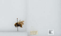 Image de Bombus insularis (Smith 1861)