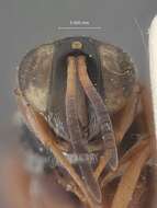 Image of Antrocephalus distinctus Narendran 1989