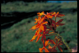 Plancia ëd Epidendrum obrienianum Rolfe