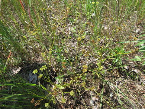 Image of Lewiston cornsalad