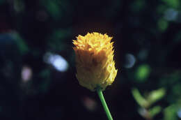 Image of orange milkwort
