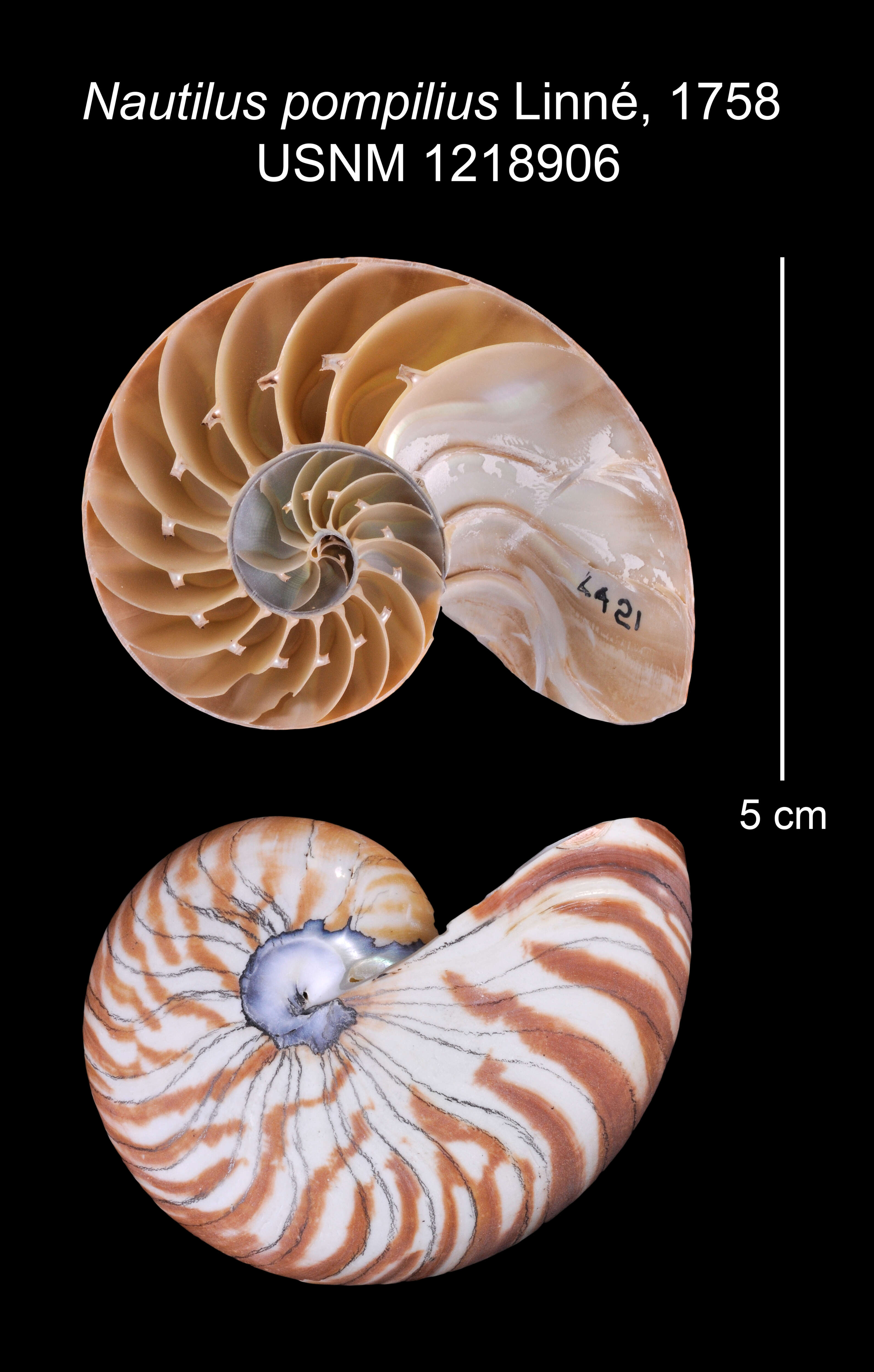 Plancia ëd Nautilus pompilius Linnaeus 1758