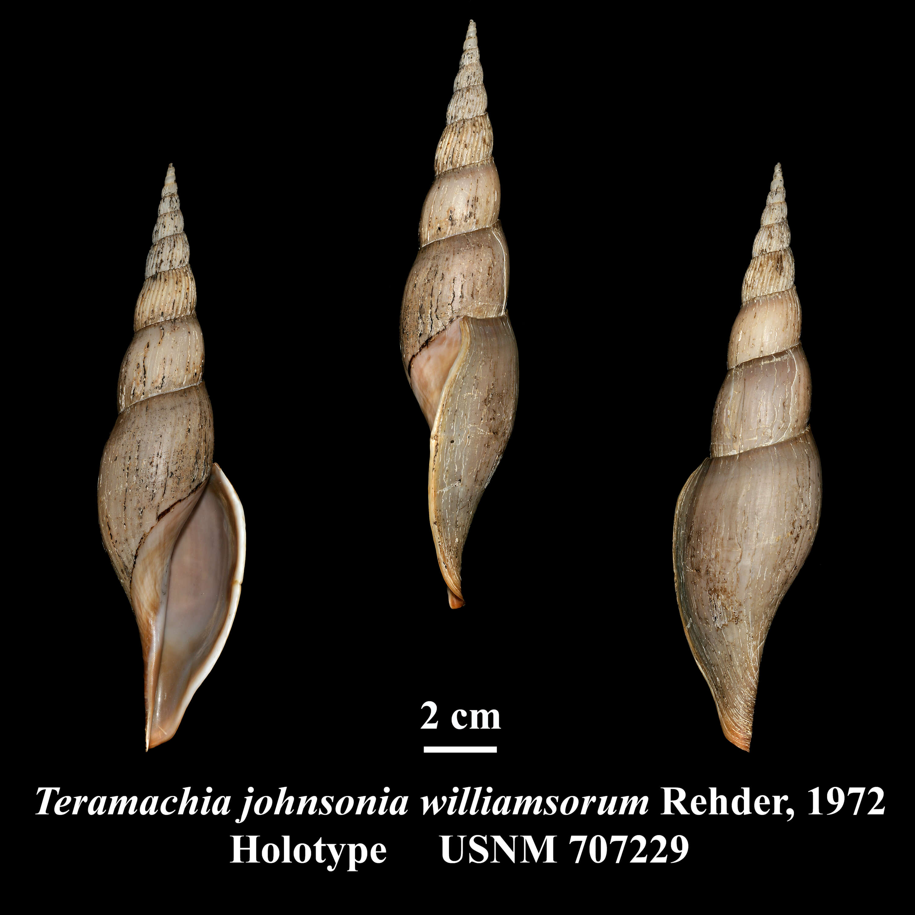 Image of Teramachia johnsoni (Bartsch 1942)