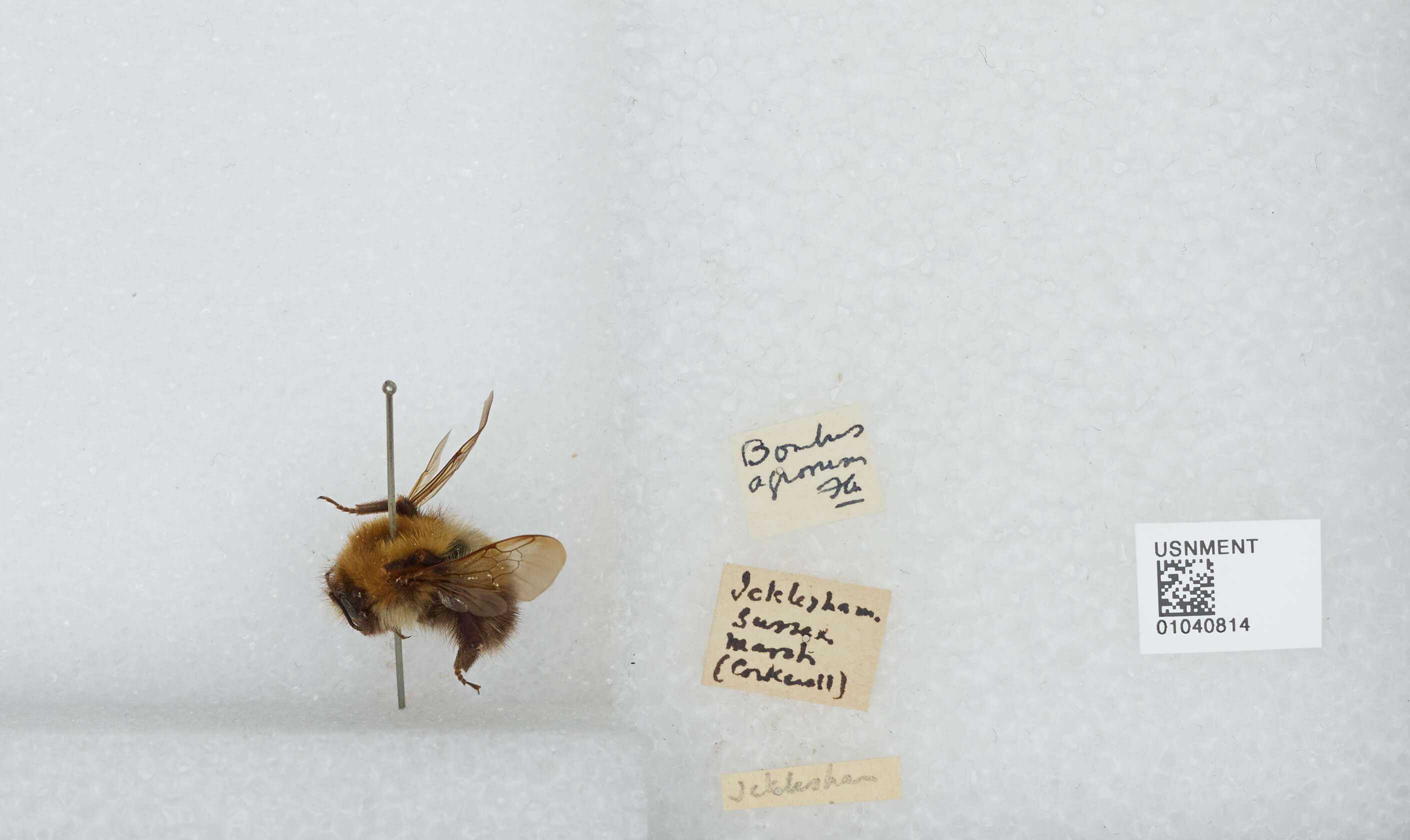 Image of Common carder bumblebee