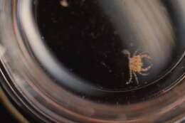 Image of Xanthidae