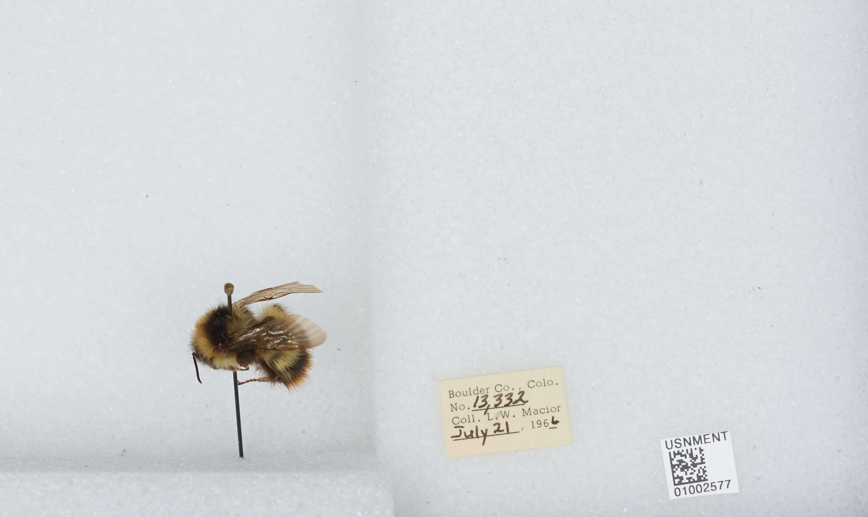 Слика од Bombus balteatus Dahlbom 1832