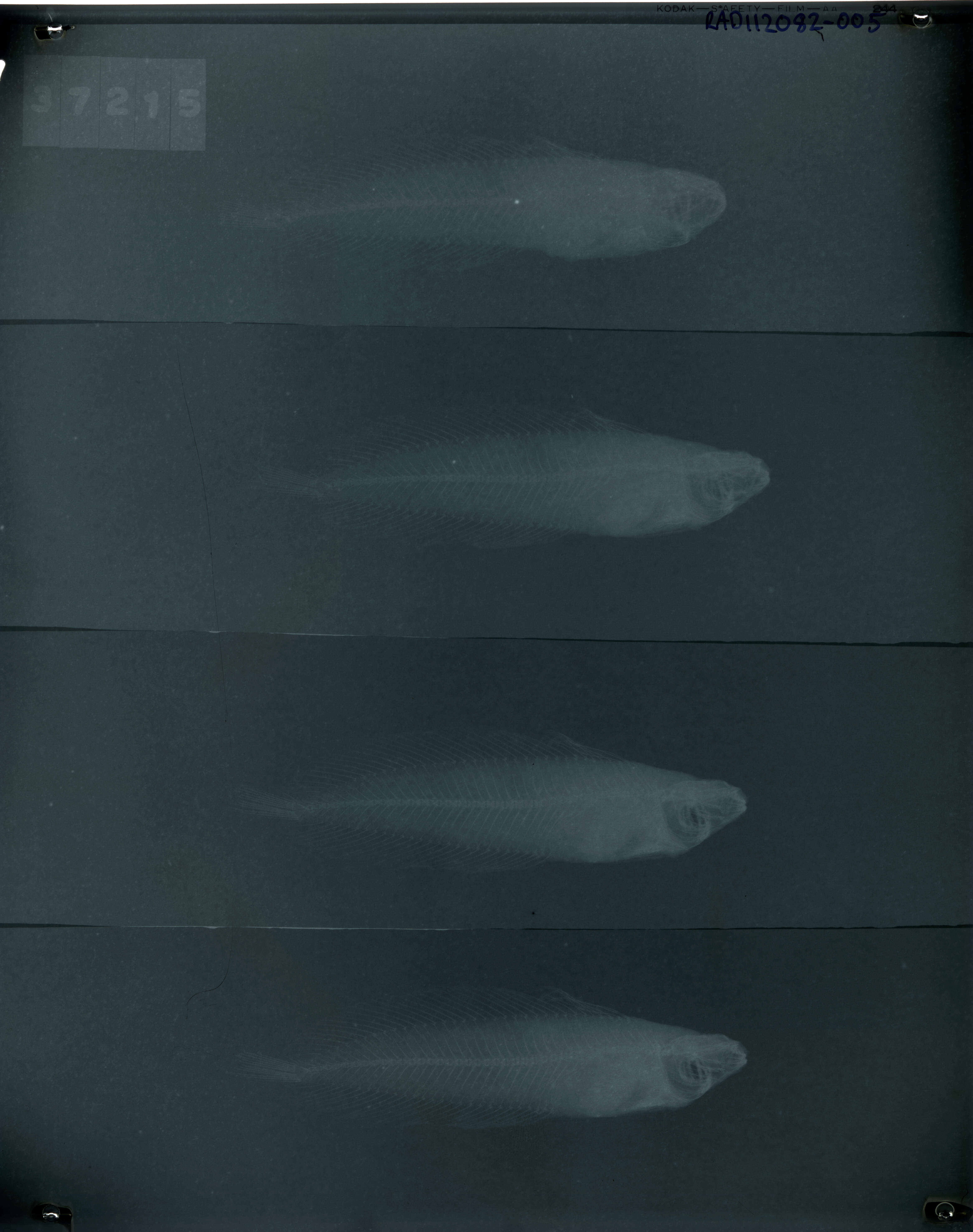 Sivun Liparis atlanticus (Jordan & Evermann 1898) kuva