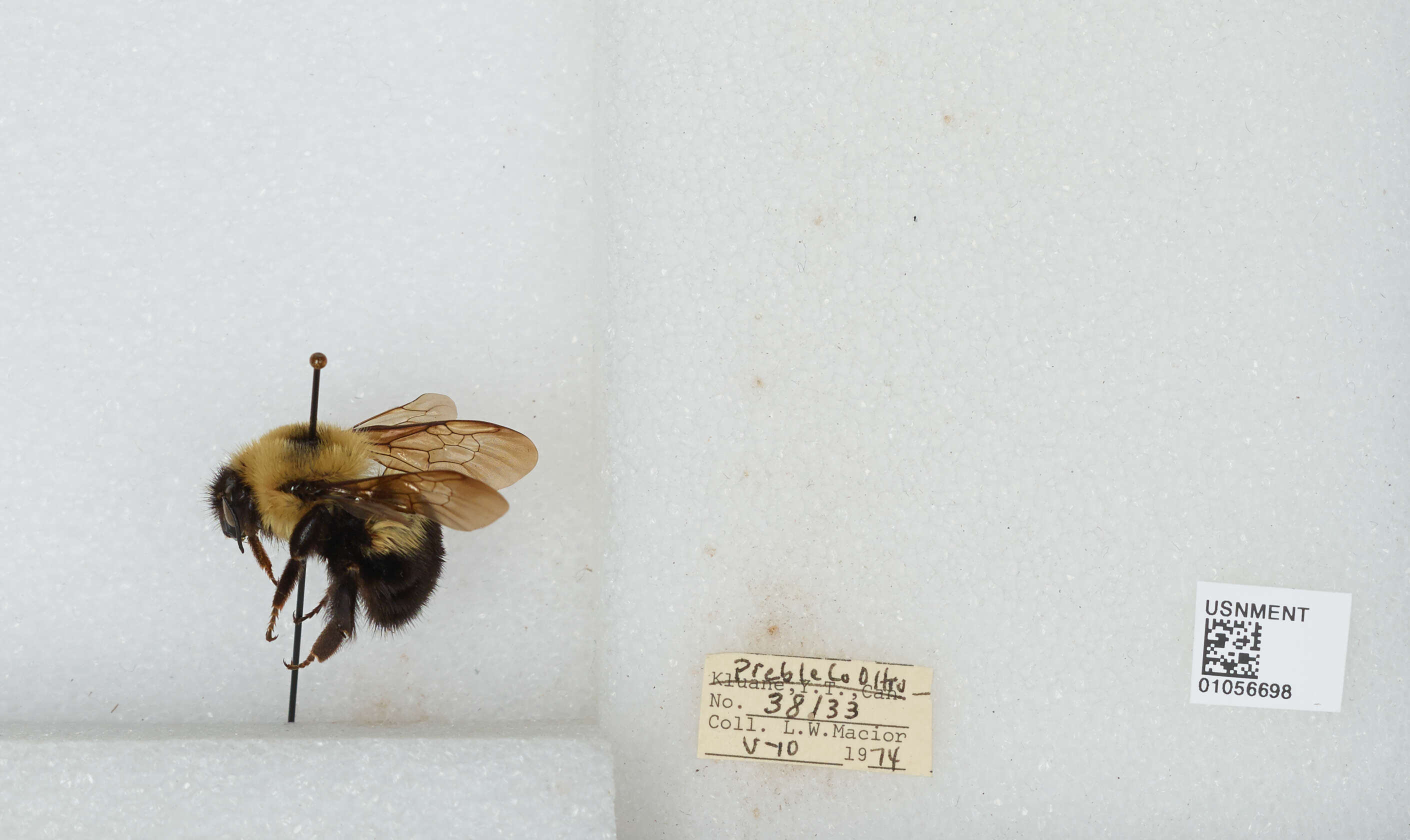 صورة Bombus bimaculatus Cresson 1864