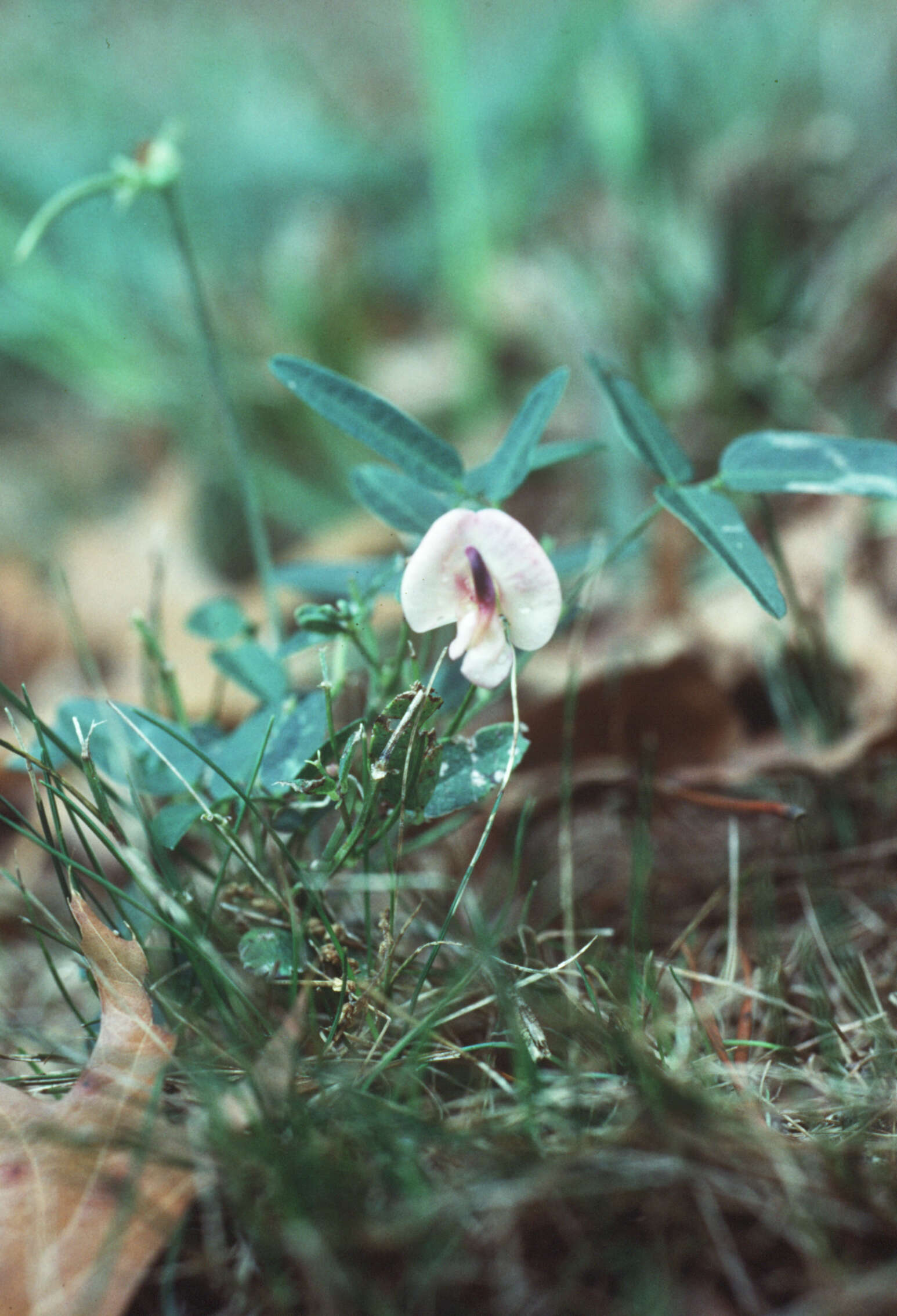 Слика од Strophostyles umbellata (Willd.) Britton