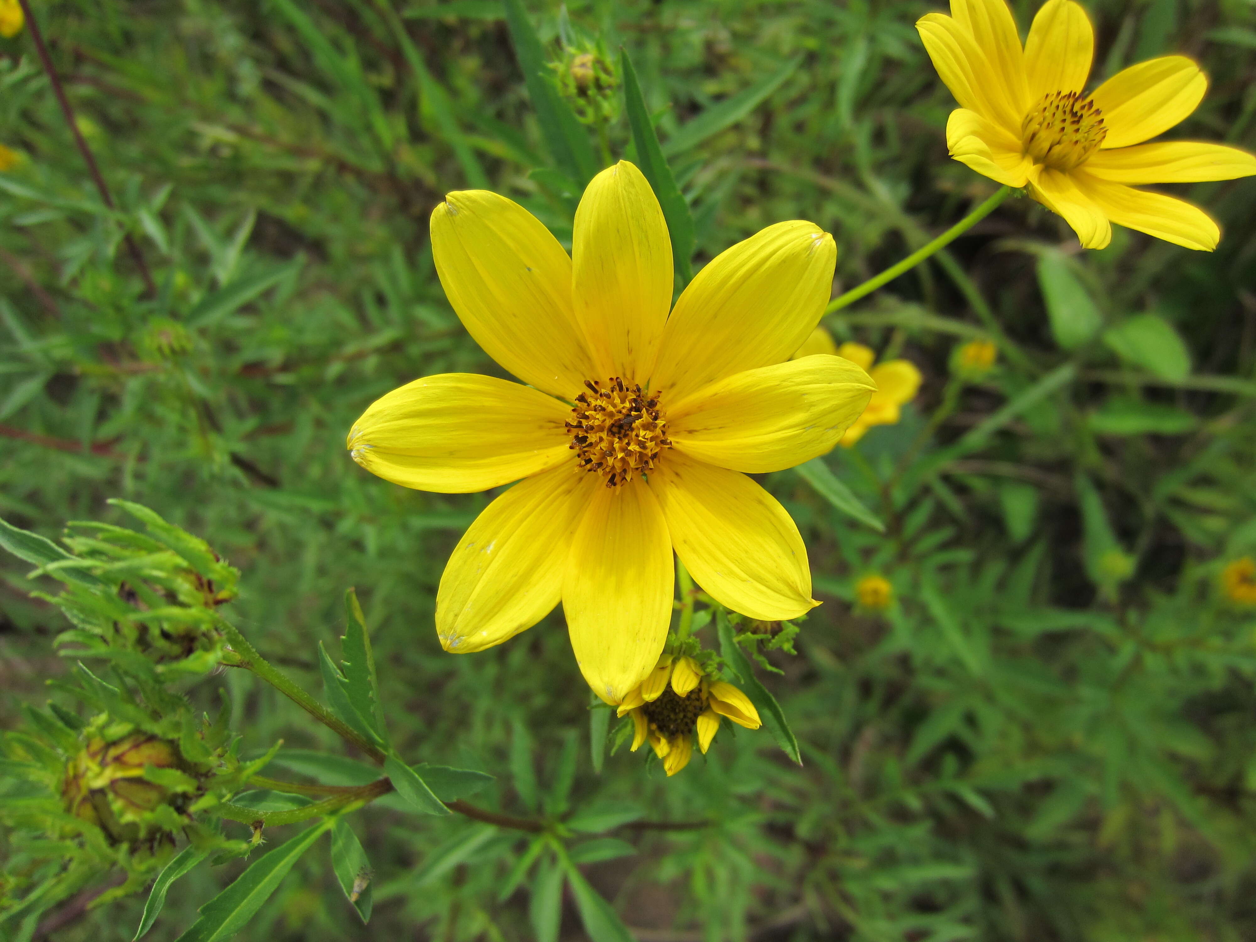 Image of Bidens polylepis S. F. Blake