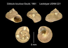 Image of Gibbula loculosa Gould 1861