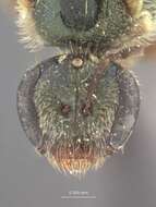 Image of Halictus