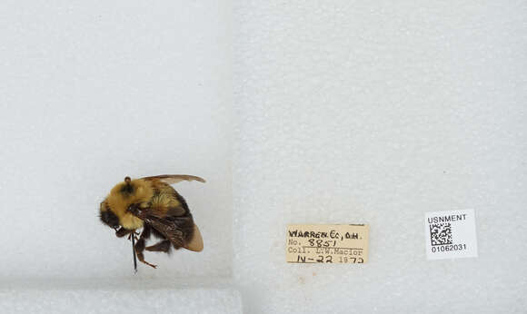 صورة Bombus bimaculatus Cresson 1864