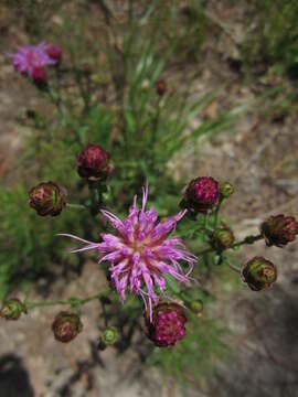 Image de Carphephorus bellidifolius (Michx.) Torr. & A. Gray