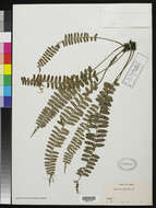 Image of Asplenium barteri Hook.