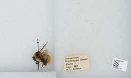 Image de Bombus sylvicola Kirby 1837