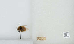 Image de Bombus sylvicola Kirby 1837