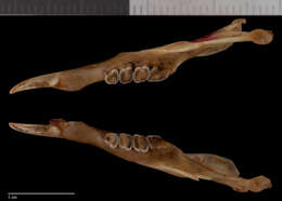 Image of Callosciurus erythraeus rubeculus (Miller 1903)