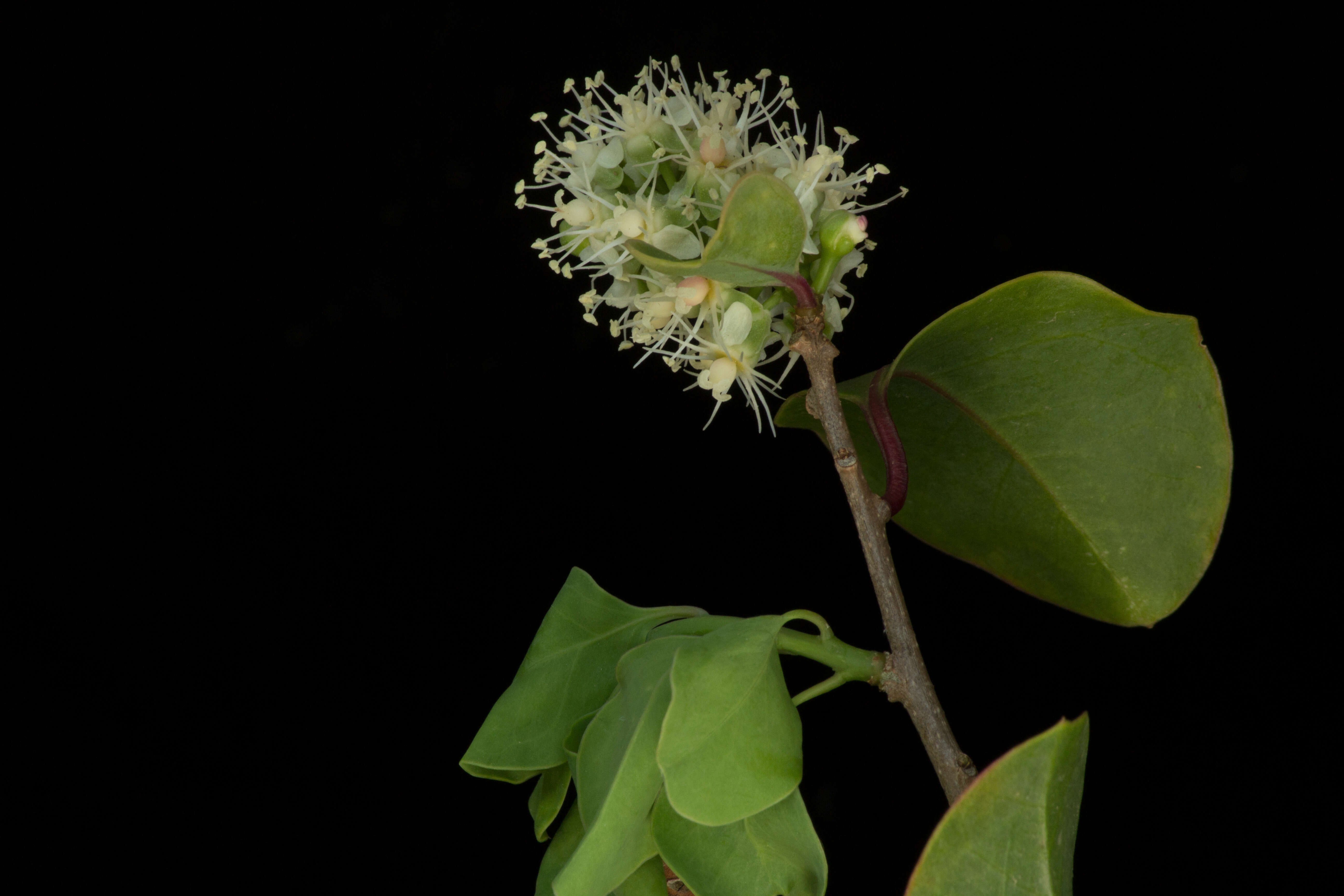 Image of Cuban tangle