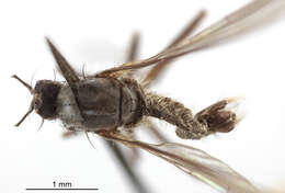 Image of Rhamphomyia scaura Bartak 2002