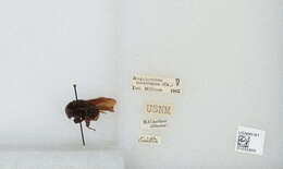 Imagem de Bombus mexicanus Cresson 1879