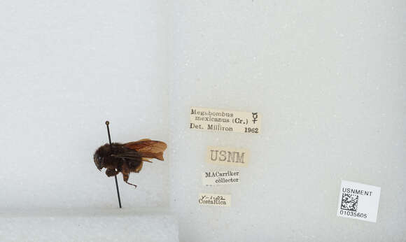 Image de Bombus mexicanus Cresson 1879