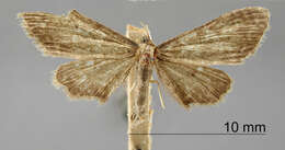 Image of Euacidalia nitipennis Dyar 1916