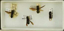 Image of Allorhynchium chinense (de Saussure 1862)
