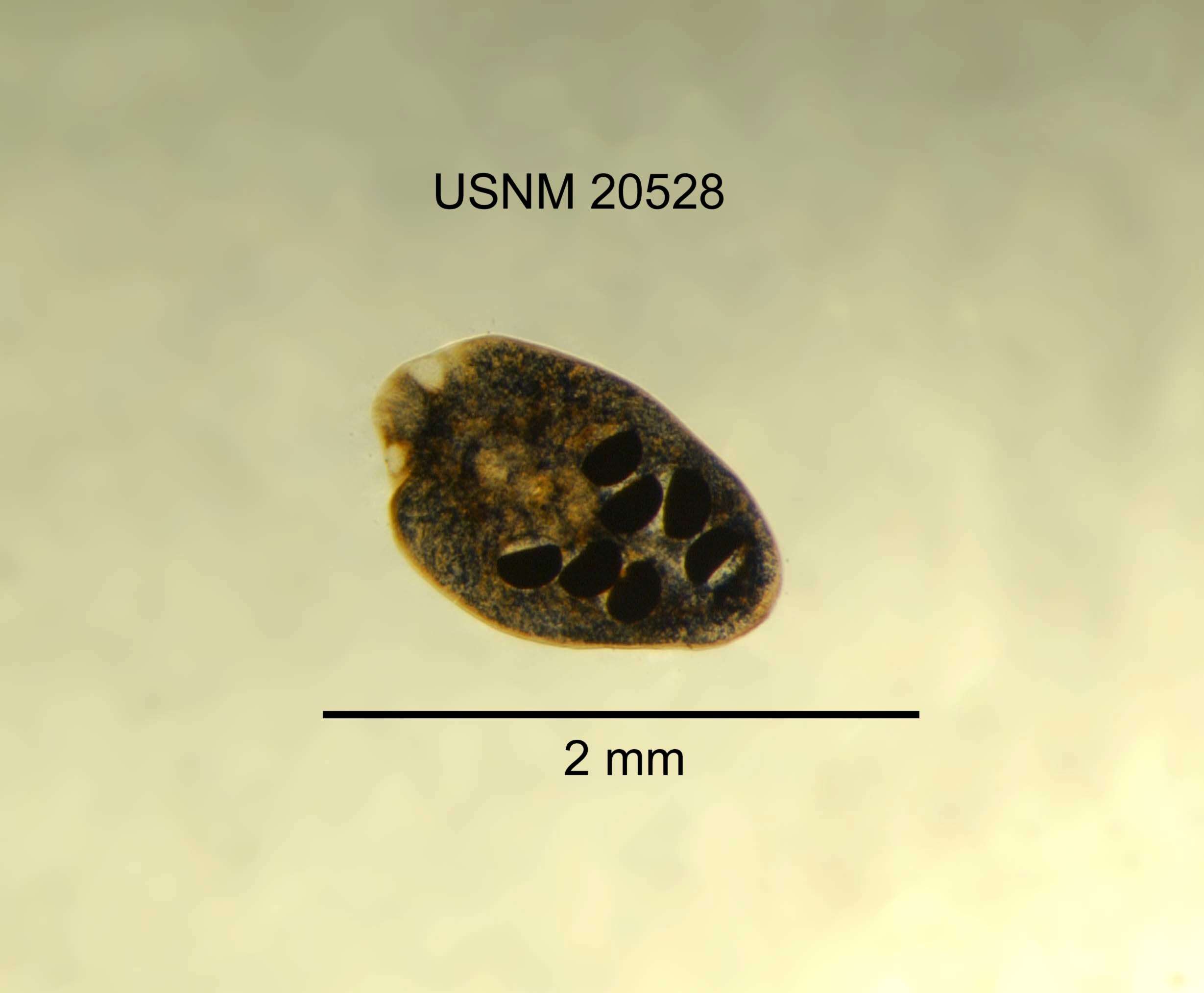 Image of Mesostoma columbianum Hyman 1939